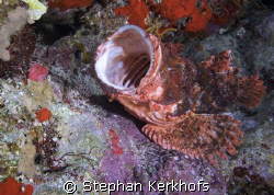 Smallscale scorpionfish (Scorpaenopsis oxycephala) at Sha... by Stephan Kerkhofs 